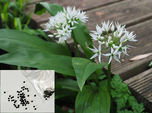 Aglio selvatico fiore di - aglio,