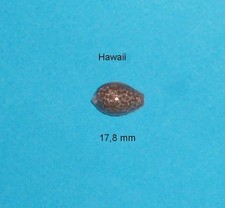 Cypraea helvola hawaiensis - cypraea,