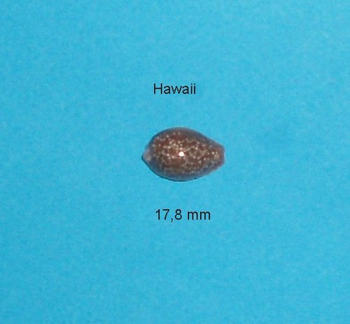 Cypraea helvola hawaiensis - cypraea,