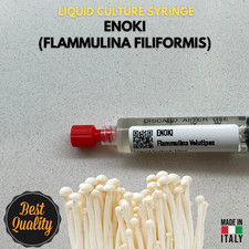 Cultura Liquida Fungo Enoki -