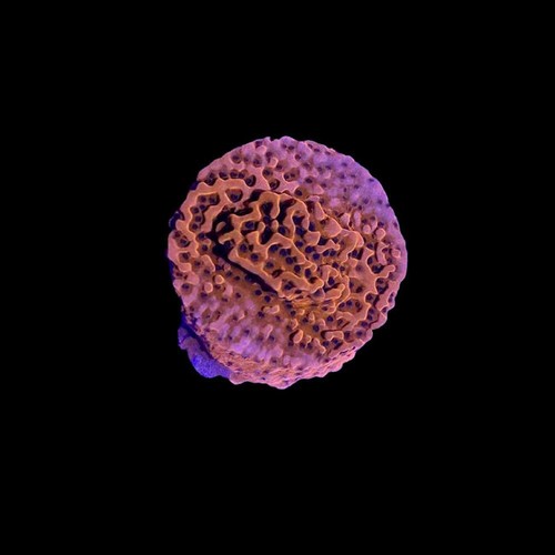 Corallo arancione montipora - corallo,