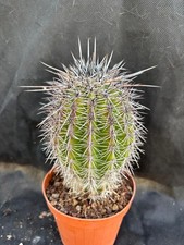 CARNEGIA GIGANTEA (SAGUARO) -