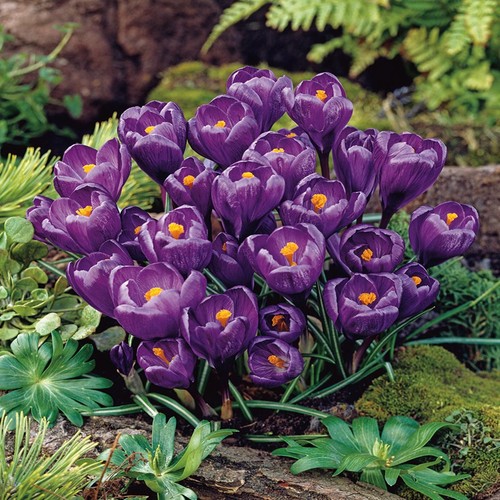 Bulbi fiori cipolle piante - fiori,