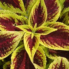 1 PIANTA DI SUNCOLEUS IN VASO