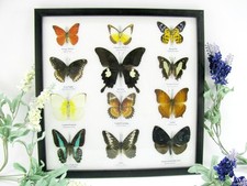 12 farfalle vere, imbottite