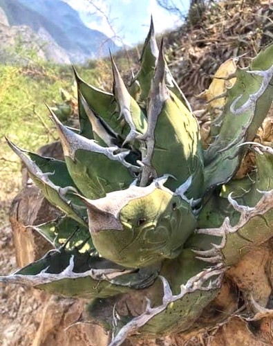 Agave titanota oaxaca - titanota,