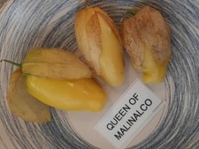 Tomatillo Regina di Malinalco
