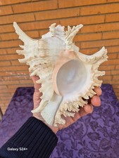 Meravigliosa Conchiglia di