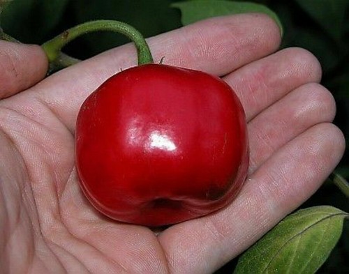 Peperoncino giant rocoto - -, 10