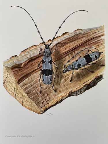 Stampa scarabeo corno - , lungo