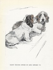 PETIT BASSET GRIFFON VENDEEN