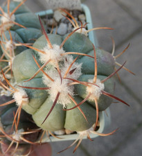 Echinocactus horizonthalonius