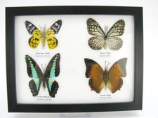 4 farfalle vere, imbottite