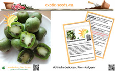 🥝 Actinidia arguta