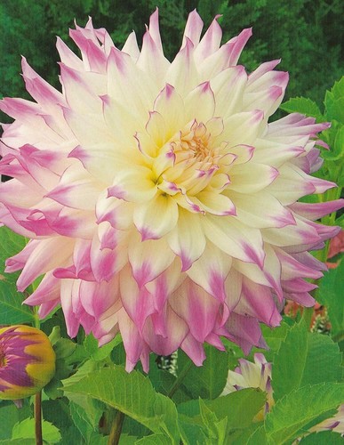 Gioielli dalie fiore - 1,
