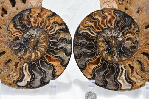 Grande coppia ammonite - , nera