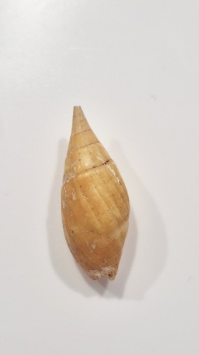Mitra acuminata bargain shell - mitra,