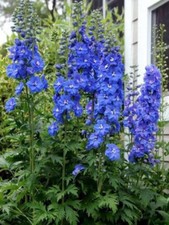 20 GRAINES DE DELPHINIUM OU