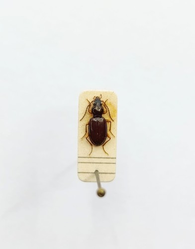 Entomology taxidermy - entomology,