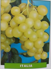 Uva Italia - pianta di 3 anni