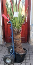 Yucca faxoniana dal Messico
