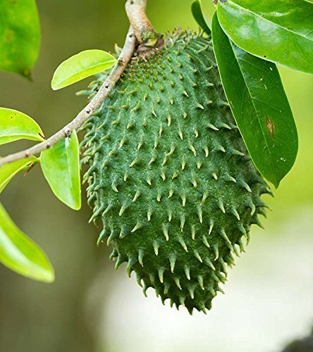 Annona muricata soursop - annona,