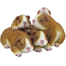 PORCELLINI D'INDIA CM.17