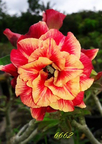Nuovo adenium obesum misto - obesum, 6