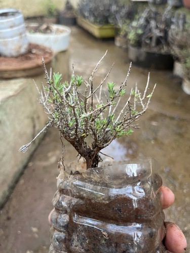 Bonsai timo pianta aromatica - timo,,