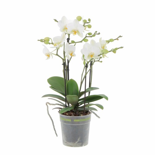 Kentis orchidea phalaenopsis - kentis,