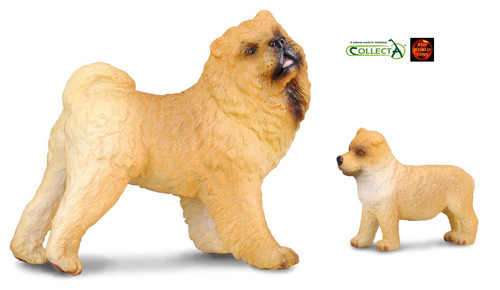 Chow fawn dog - chow,