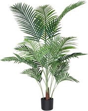 Fopamtri Pianta di Palma