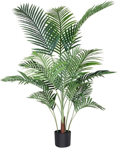 Fopamtri pianta palma - di,