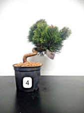 Bonsai pino nero - Pinus