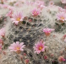 Mammillaria glassii SEEDS -  -