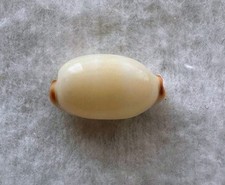 CYPRAEA ISABELLA f. MINIMA