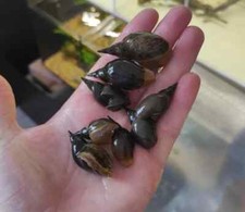 Lymnaea stagnalis autoctone - lymnaea,
