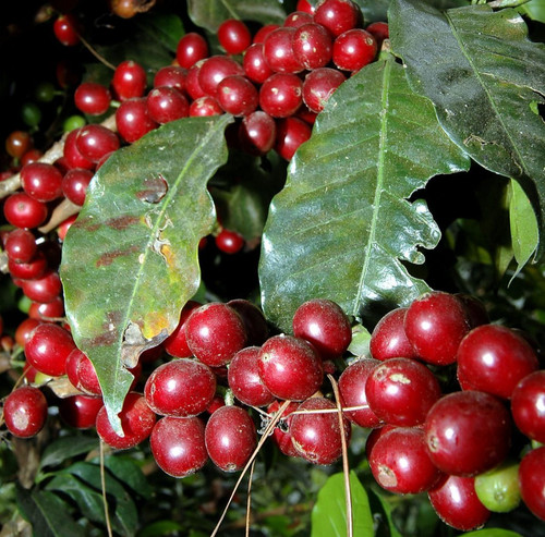 Semi caffè borbone - di,