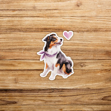 Adorable Australian Shepherd