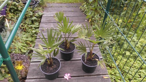 Trachycarpus wagnerianus - x,
