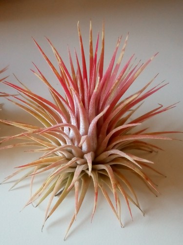 Tillandsia ionantha var rubra