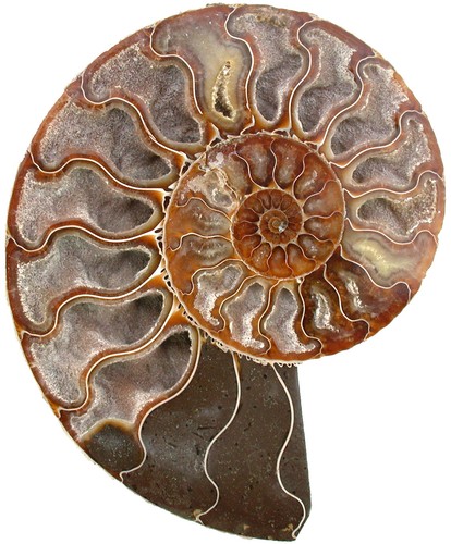 Gesso aioloceras - aioloceras, (cleoniceras)
