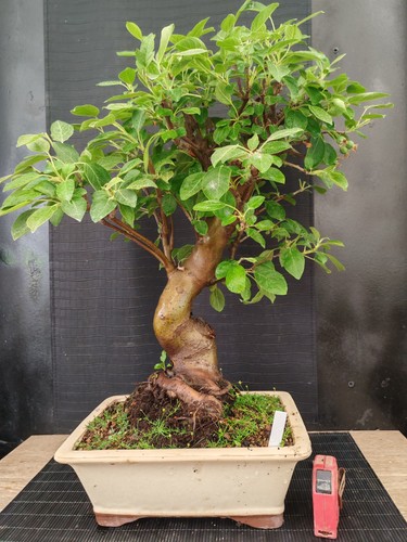 Bonsai melo h - 63, cm