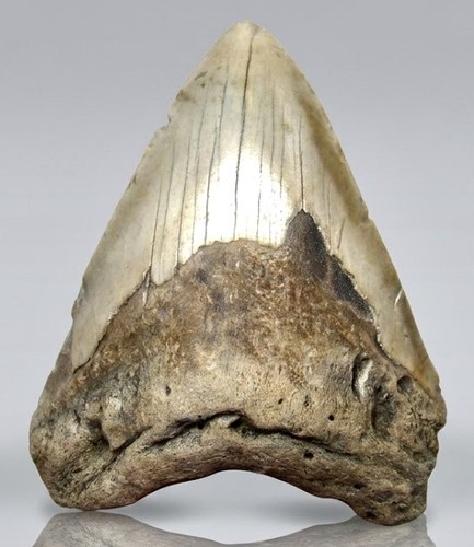 Megalodonte dente squalo - megalodonte, di