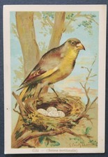 Immagine cromata CINI serinius