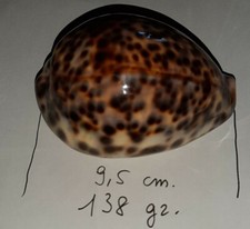 SHELL CONCHIGLIA CYPRAEA CIPREA TIGRIS  cm. 9,5 GRAMMI 138
