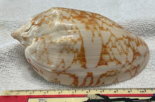 Voluta vespertilio 106 - vespertilio,