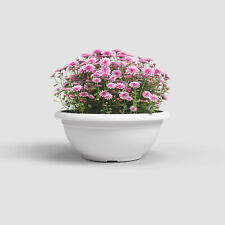 Vaso "Genova" satinato per piante e fiori ciotola in diverse dimensioni e colori