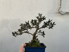 Bonsai di Olivastro h 40cm
