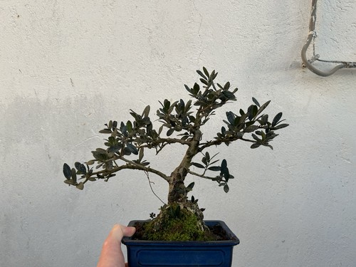 Bonsai olivastro 40cm - bonsai, di
